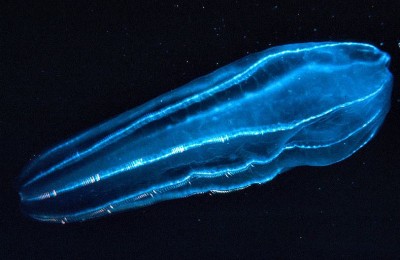 Bioluminescent deep-sea creatures illuminate effectiveness of new