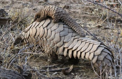 The Pangolin: Exploring the World's Most Trafficked Mammal and Efforts to Protect It from Illegal Trade