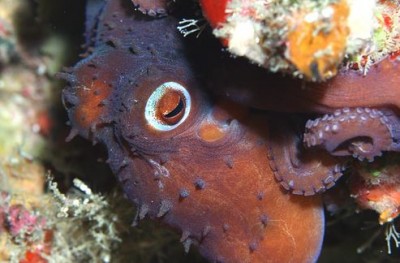 Octopuses: Mysteries of Three Hearts and Blue Blood