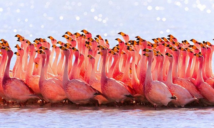 TIL: A group of #flamingos is called a pat. #figtales #bakehappy #cook