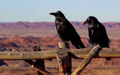 The Surprising Intelligence of Crows: Studying Their Problem-Solving Abilities