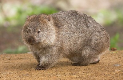Why Wombat Feces are Cube-Shaped: Unraveling Nature's Oddity