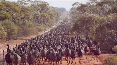 The Great Emu War: Soldiers vs. Emus in Australia