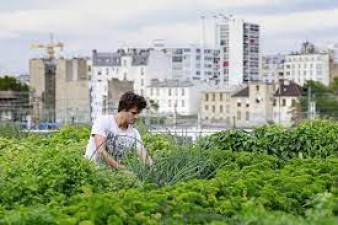 Urban Gardening: Cultivating a Greener Future in Cities