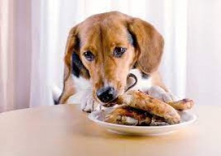 चिकन की हड्डी खाने वाले कुत्तों के लिए घरेलू उपचार