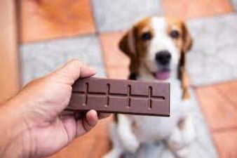 What to Do If Your Dog Eats Chocolate: Effective Home Remedies and Safety Measures