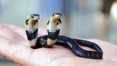 A strange cobra found in China