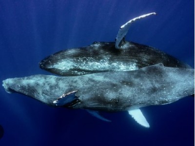 There are 'gays' in fish too, research done on whales revealed