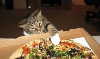 When He Catches His Cat Stealing Pizza, His Cat’s Reaction Had Me Laughing Hysterically