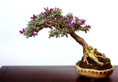 List of things to be avoided when growing 'Bonsai Tree'