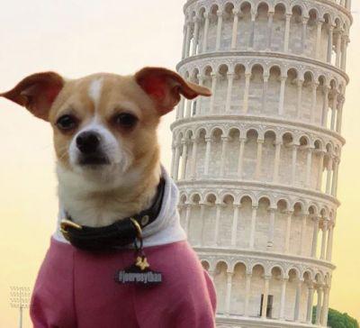 Post avoiding the death sentence, this dog now travels the world and post photos on Instagram