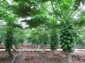 How to earn bumper income in papaya farming?