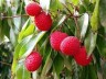 What is the difference between litchi and royal litchi?