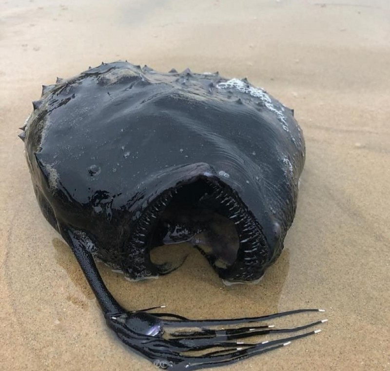 Monstrous-looking fish found in ocean washed up on a California beach