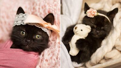 Adorable photoshoot of baby kitten will make you aww