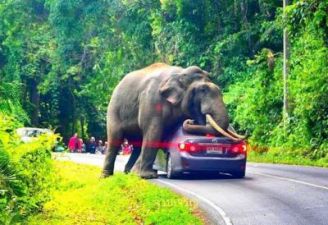 Elephant sat on a moving vehicle in a national park, see pictures