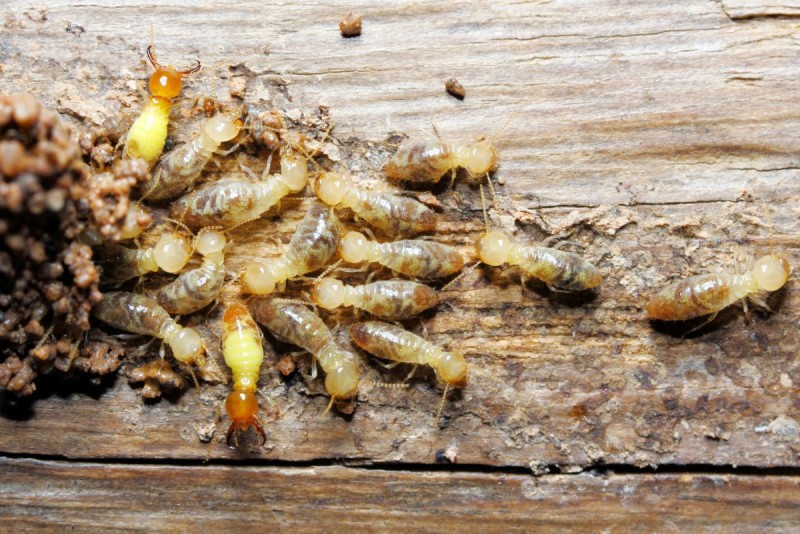 Termite Hacks: These 3 easy hacks will get rid of termites in the house