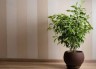 Bad Luck Plants: Never keep these 4 plants in the house, the poor will find their way to your house