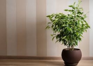 दुर्भाग्य पूर्ण पौधे: घर में कभी न रखें ये 4 पौधे, गरीब ढूंढ लेंगे आपके घर का रास्ता