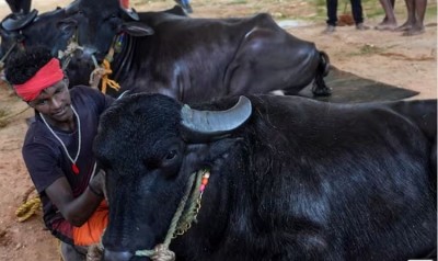 Bangalore Gears Up for Inaugural 'Kambala' Buffalo Racing Spectacle