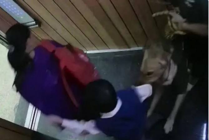 Dog attacking children in lift! News went viral