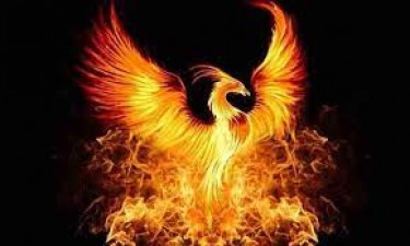 What is the secret of phoenix bird?