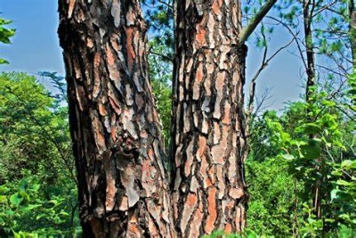 The Remarkable Adaptability of Tree Bark