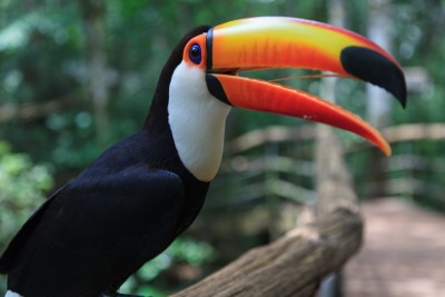 8 most beautiful birds, from peacock to toucan