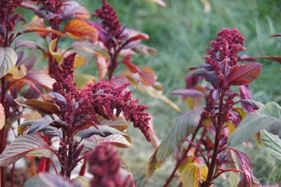 Growing Amaranth Indoors: A Step-by-Step Guide