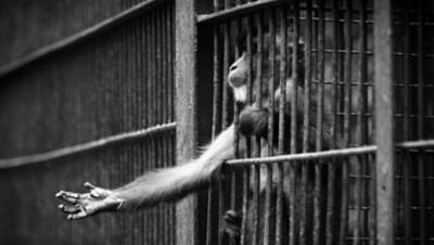 Zoos' sinister secrets that they don't want you to be aware of