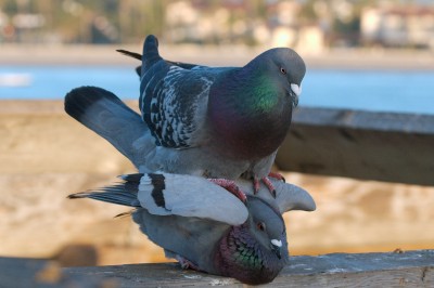 Why pigeons are the most misunderstood bird in the world?