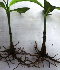 Using Root Cuttings to Grow Plants