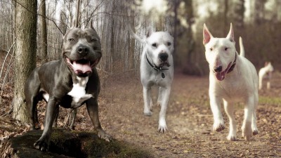 The Top Ten Most Dangerous Dog Breeds in the World