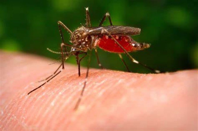 Why Mosquitoes Enjoy Biting You