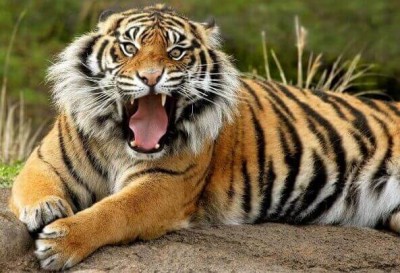 बाघ से पहले, यह जानवर था भारत का राष्ट्रीय पशु