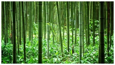 Interesting facts related to World Bamboo Day