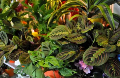 Do Houseplants Truly Protect the Environment? Unveiling the Green Secret