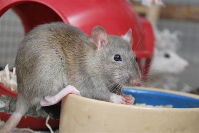 Rats have become a nuisance in the house, stay away from getting trapped in the trap, take measures of 4 things