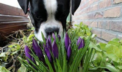 These plants can be dangerous for pets