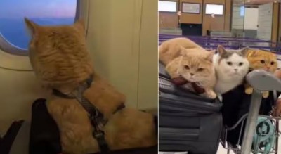 Watch, Three Cats of different colors in flight, Video went viral for this reason!!