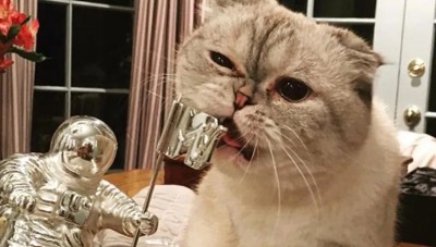 800 करोड़ रुपए की है टेलर स्विफ्ट की कैट, बिल्ली की तस्वीर उड़ा देगी आपके होश