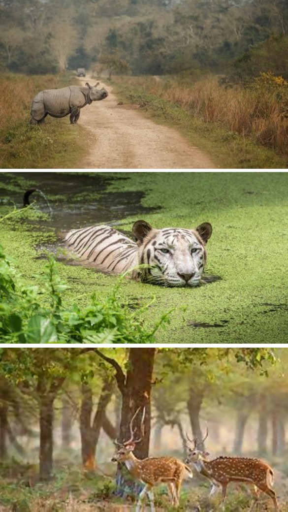 Top 10 Wildlife Sanctuaries In India