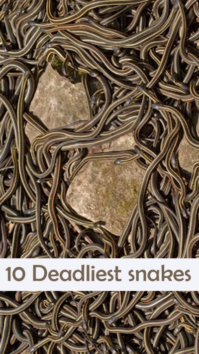 10 Deadliest snakes