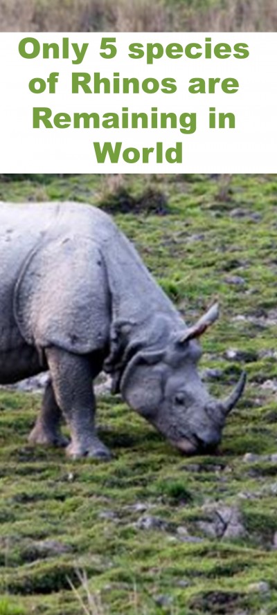 Only 5 species of Rhinos are Remaining in World