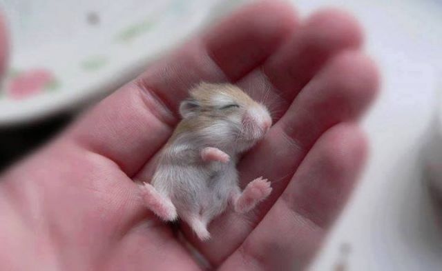 Cute baby animals ! | NewsTrack English 1