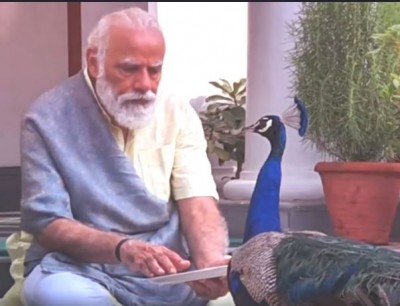 PM Modi feeds peacock at PM residence, see video