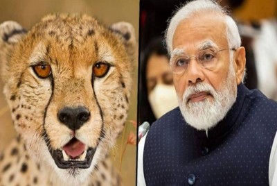 'India's wildlife diversity got a boost', says PM Modi on arrival of 12 Cheetahs in MP
