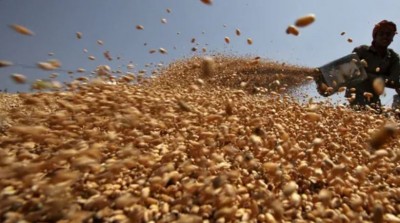 FCI to start e-auction of 25-La tonne wheat to bulk buyers from Feb 1