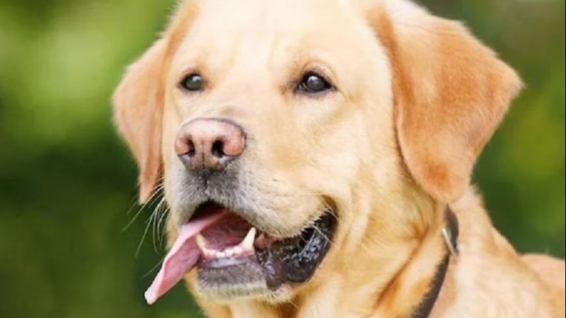 अजब गजब! बिहार में बन गया कुत्ते का आवास प्रमाण पत्र