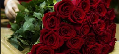 Rose Day 2022: अपने प्रिय को इन संदेशों के जरिये दें बधाई